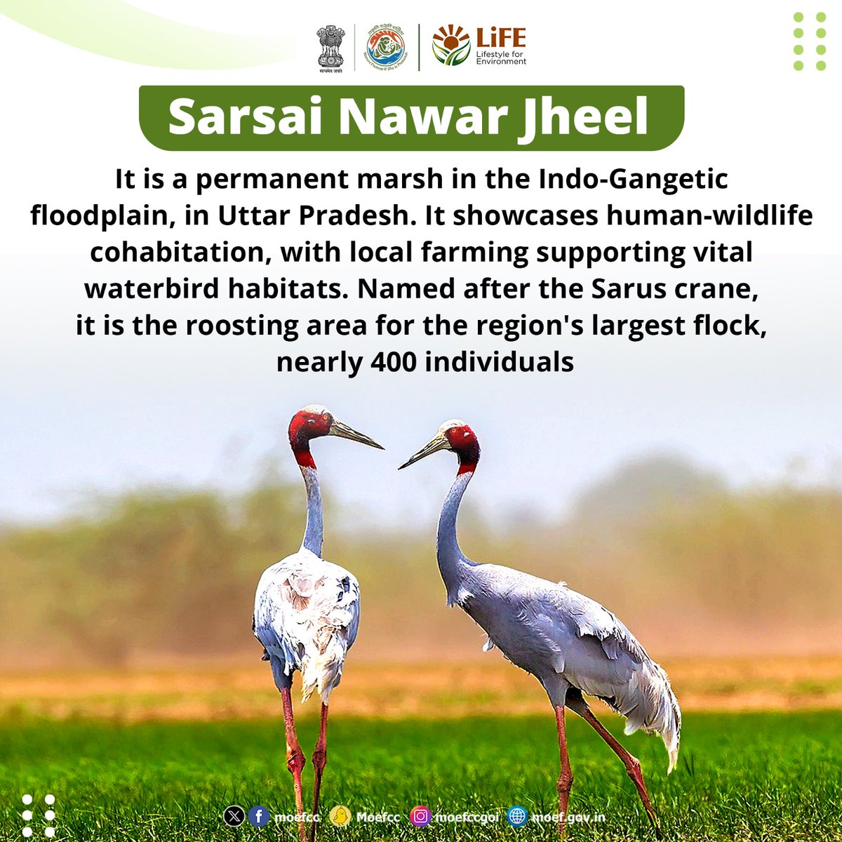 moefcc's tweet photo. Exploring India's Ramsar Sites 🦢

Day 44: Sarsai Nawar Jheel

From wetlands to wildlife, each site is a unique haven for nature. Let's celebrate and safeguard these vital ecosystems together!

#RamsarSites #MissionLiFE #ProPlanetPeople #worldwetlandsday #worldwetlandsday2025 https://t.co/NLiwfeTMt6