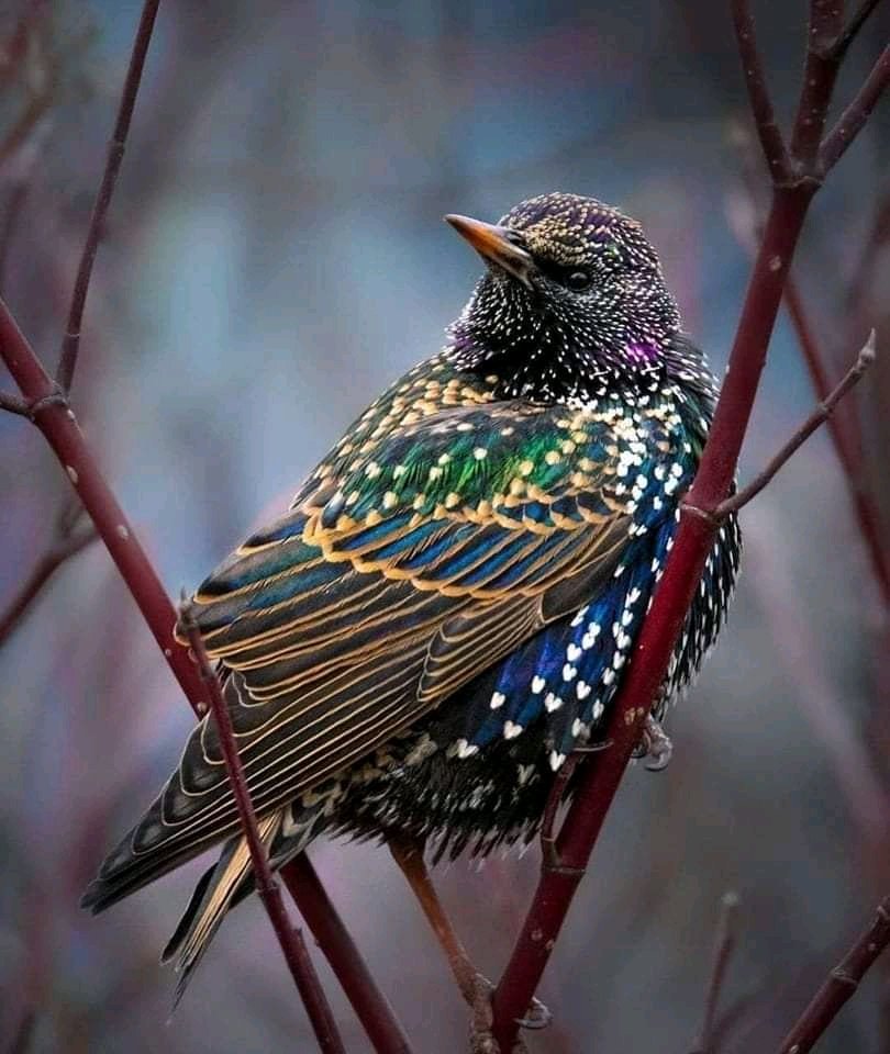 European Starling.

📷: raheel.aazim ©️

#birds #nature