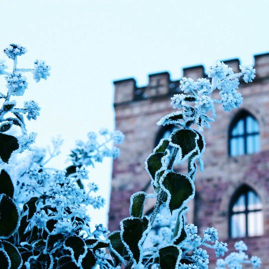 Guten Morgen vom herrlich winterlichen Schloss! 😊