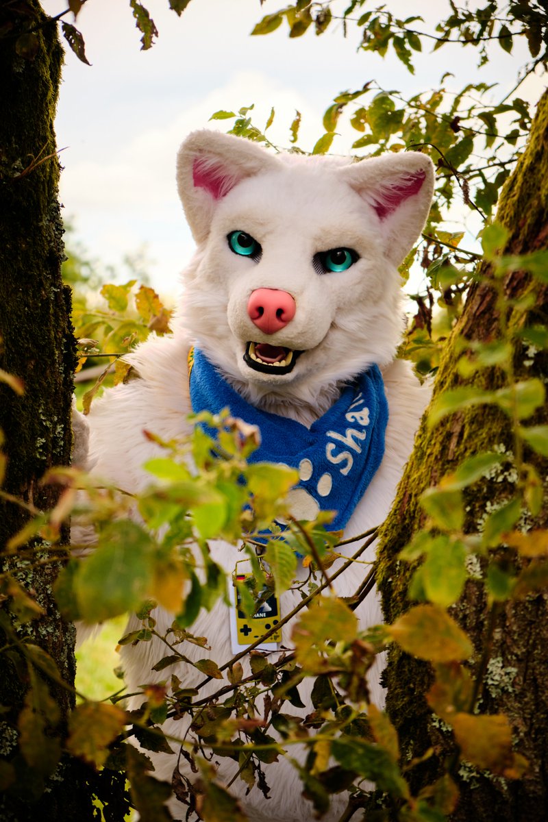Happy #WolfWednesday
🗓 13.08-18.08.2024
🐺 <a href="/Shane_the_Wolf/">Shane Rodriguez</a> 
📸 <a href="/TagirDragon/">Tagir</a>