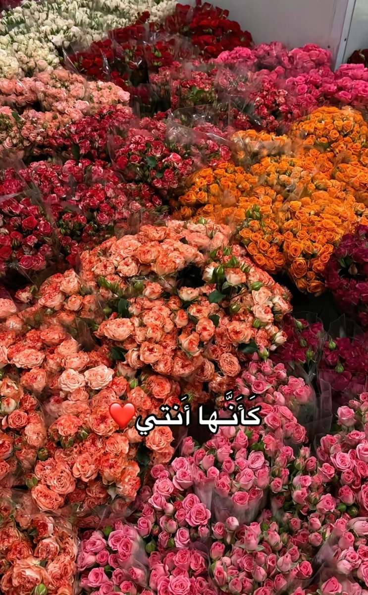 𓇼 tweet media