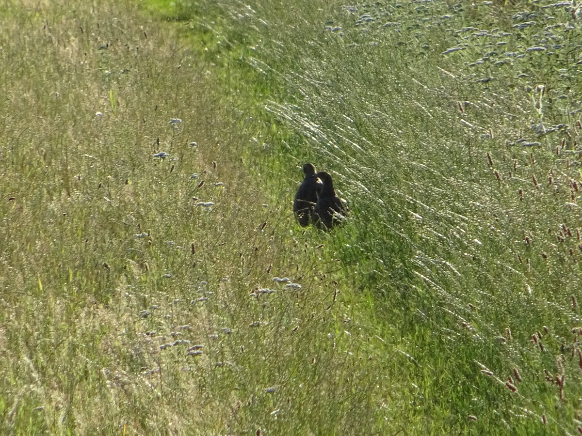😁uit flyer "Patrijzen op de rand"~1995. Wat nodig is weten we al meer dan 25jaar....
'#Patrijs graadmeter voor natuur' en 
'zonder boeren geen patrijzen'.
sbnlnatuurfonds.nl/l/library/down…