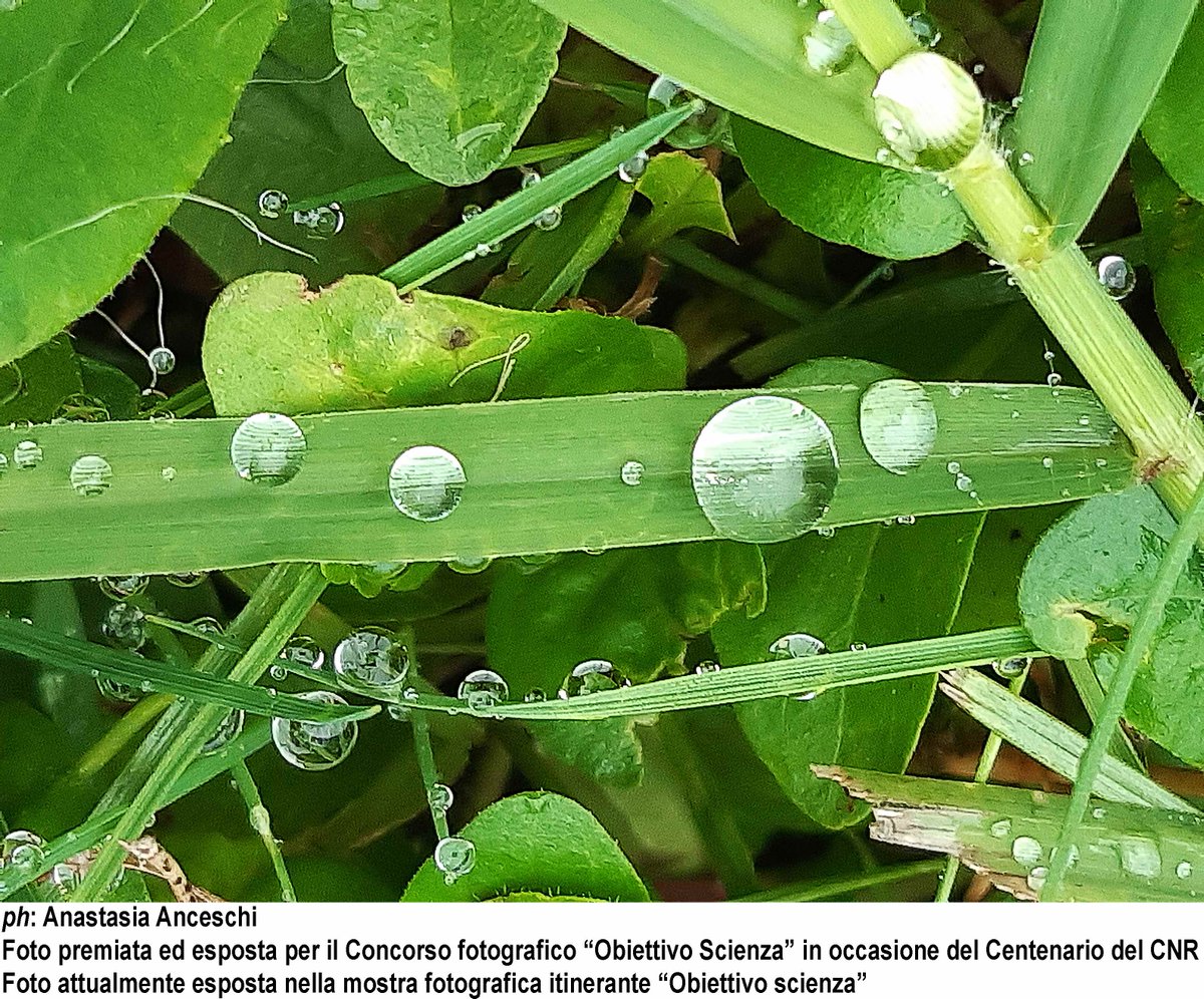 Il secondo giorno della IV Conferenza STIIMA-CNR (30/01) si chiuderà con la Special Session “Smart Water”, sulle strategie per tutelare il nostro #ambiente (in particolare le risorse #idriche) e la #biodiversità, con un focus sulle #microplastiche. @CNRsocial @CNR_DIITET