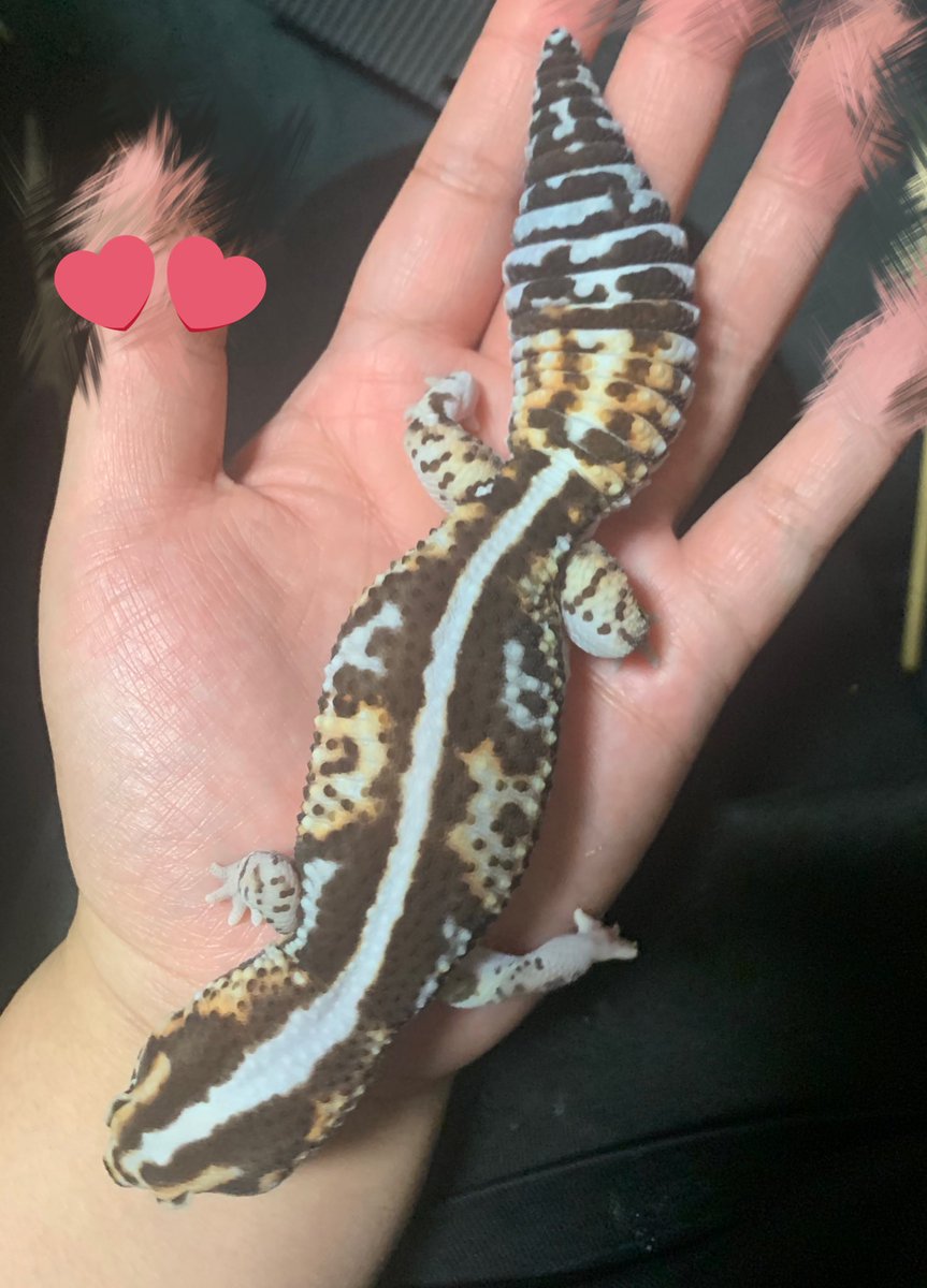 mu_cho26's tweet photo. 活コオロギをネットで買って
今日の18時〜20時の代引きにしてたら、
19時のピンポンに気づかず
19時18分に不在連絡がLINEであって、
1回ドライバーさんに電話したけど繋がらず、
2回目は受付終了と言われ、
ネット受付も終了と書かれていて、
もう明日の朝にしか届かず、
絶対ほとんど死んでそう😞 https://t.co/jszCg0UJ8Z