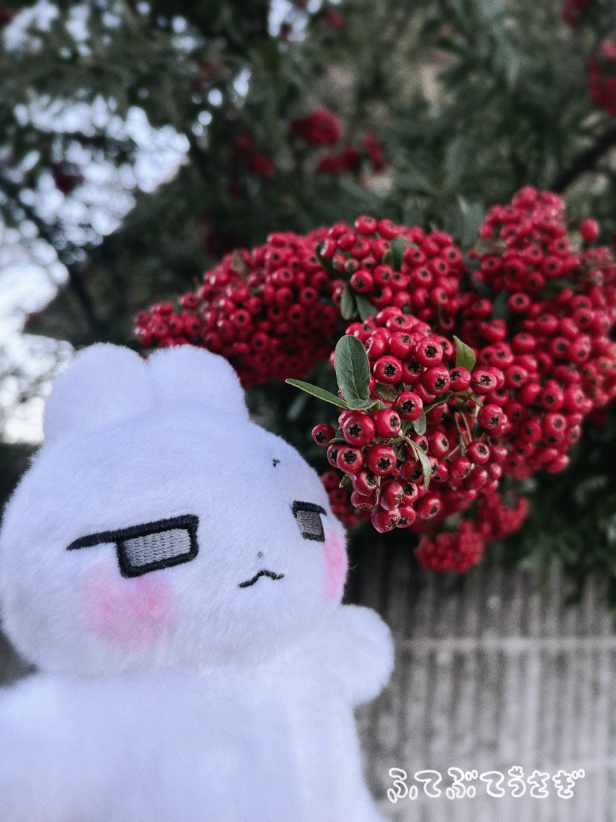 cotono_cot's tweet image. 【ふてぶてうさぎぬいぐるみ 通常販売開始のお知らせ】
本日夕方より、ぬいぐるみの通常販売が開始されました📣
ふわふわなふてぶてちゃんと一緒に、寒い冬も心ぬくぬくぽかぽかに!どうぞよろしくお願いいたします🐰
hopely.jp/Sp/character/1…