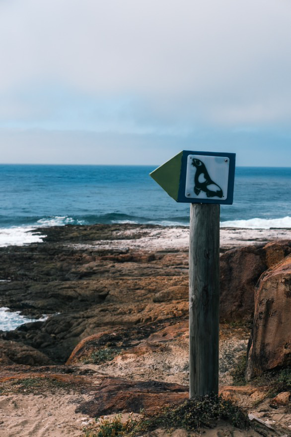 Plett_Tourism's tweet photo. Oh, our gorgeous Plett! Scenes from @CapeNature1 Robberg captured and kindly shared with us by @stories_of_chris 
#plettitsafeeling #robberg #southafrica https://t.co/Xv3Dz5PwoN
