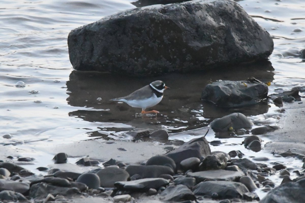 nealesmithworld's tweet photo. Common Ringed Plover 
Bude Cornwall 〓〓
#Bude #Cornwall 
#CommonRingedPlover https://t.co/ZjaAFcHIx7