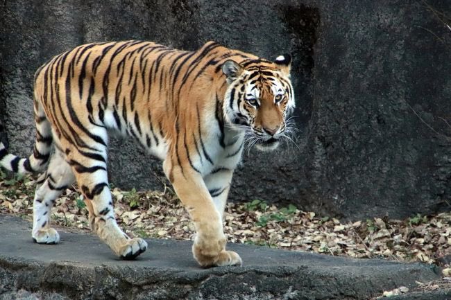 GARRYakaJETs's tweet photo. ←世間から見た猪狩蒼弥
　猪狩担から見た猪狩蒼弥→ https://t.co/iq4VQKZcCj