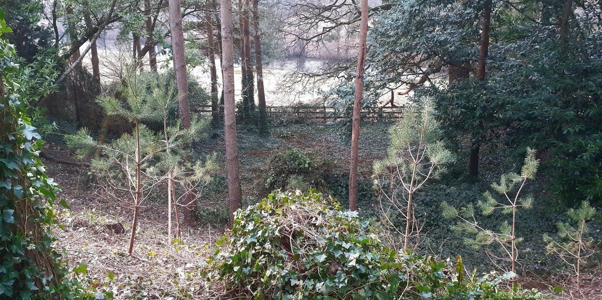 Dave Hodson Gardens tweet media