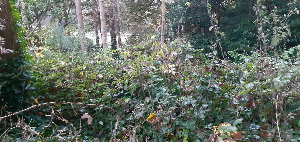 Dave Hodson Gardens tweet media