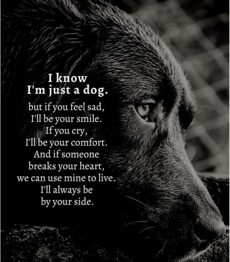 WoofTroop's tweet photo. A dog’s love is pure and unconditional. They are always by your side, offering comfort, smiles, and even their hearts when yours is broken. 🐾❤️

#DogLove #ForeverCompanion #UnconditionalLove #DogLovers #PetCompanion #DogsOfInstagram #PuppyEyes #DogLife #FurFamily https://t.co/glgjnSrL8n