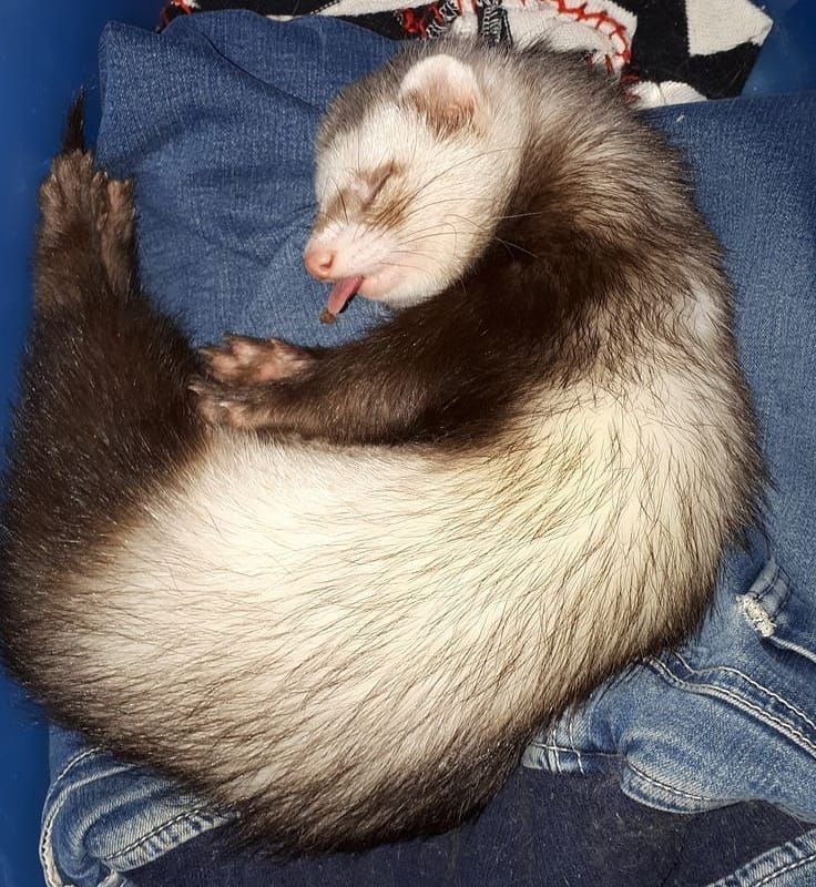 FerretPerHour's tweet photo. https://t.co/AfUyv1aX3Y