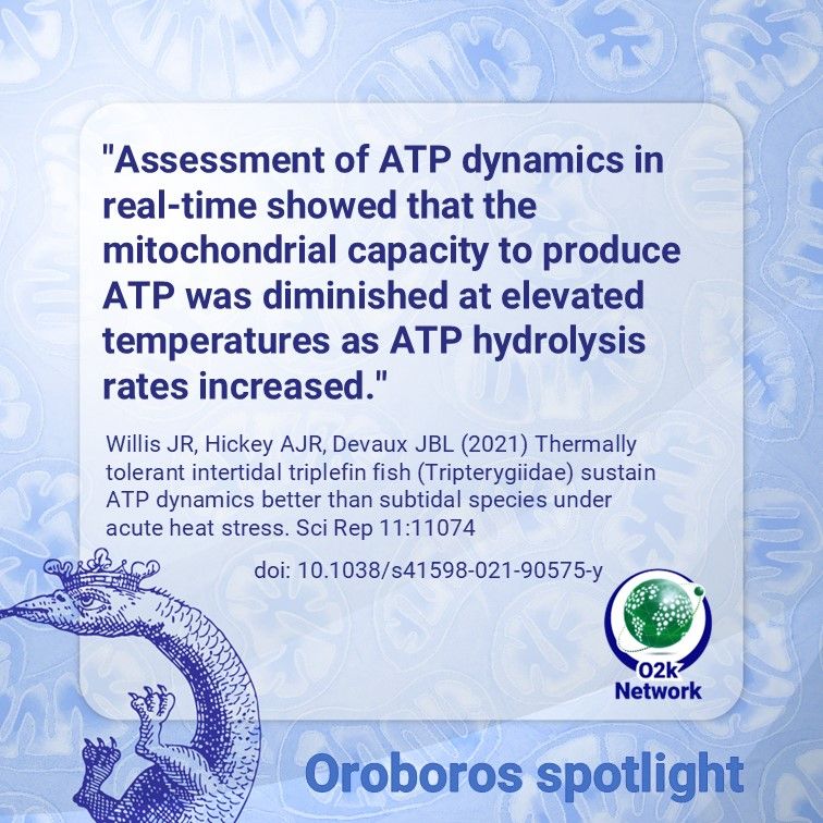 OroborosI's tweet image. In this publication, Willis et al study the effect of heat stress on respiration and ATP production in triplefin fish species.
Read their findings: buff.ly/4awUPR1

#mitochondria #bioenergetics #HighResolutionRespirometry

@SciReports
@Jimbles_Science
@julio0029