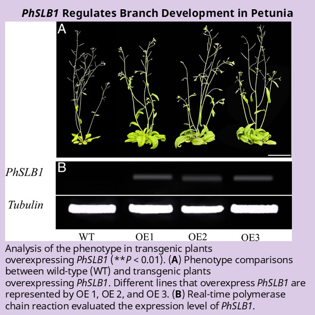 ASHS_Hort's tweet photo. An investigation of the expression characteristics, subcellular localization, functional analysis, and downstream regulatory genes of PhSLB1 provides new genetic resources for improving petunia.
#JASHS https://t.co/zp1o4X0soK https://t.co/JWsbiTbsP9