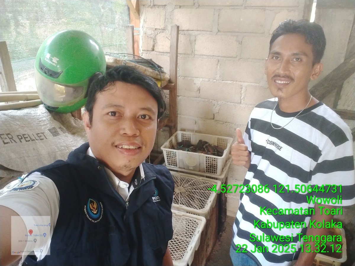 ashar_junianto's tweet photo. Rabu (22/1/2025),  Ashar Junianto, S.Pi, Luhkan Kab. Kolaka, di Pokdakan Tambak Berjaya  (a.n Didi Darmawan) Desa Wowoli, melaporkan produksi Kepiting Bakau, bulan Januari, sebanyak 20 kg, harga 60.000 - 400.000/kg.

#GiatLuhkanSatminkalMaros #Kolaka #Produksi @BRPBAP3_Maros https://t.co/n5dlj6VNHA