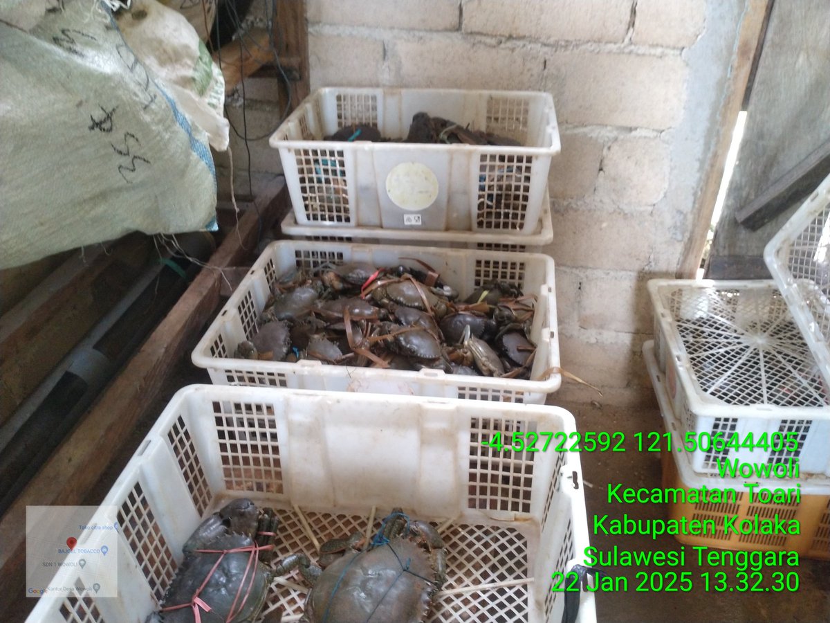 ashar_junianto's tweet photo. Rabu (22/1/2025),  Ashar Junianto, S.Pi, Luhkan Kab. Kolaka, di Pokdakan Tambak Berjaya  (a.n Didi Darmawan) Desa Wowoli, melaporkan produksi Kepiting Bakau, bulan Januari, sebanyak 20 kg, harga 60.000 - 400.000/kg.

#GiatLuhkanSatminkalMaros #Kolaka #Produksi @BRPBAP3_Maros https://t.co/n5dlj6VNHA
