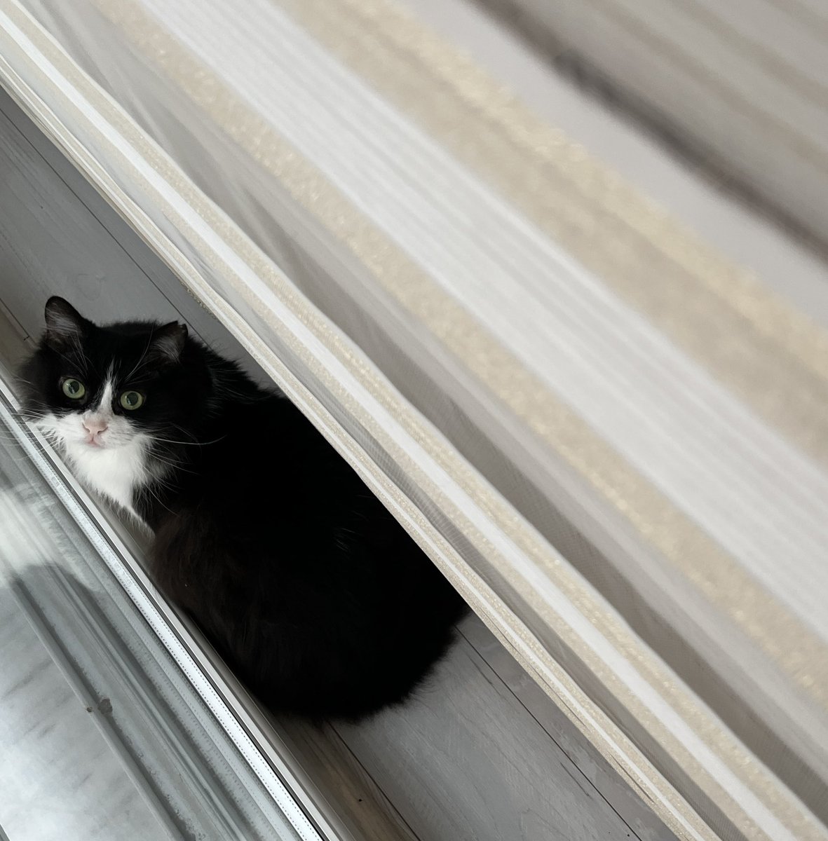 Ane kuşnar gelmiç ane