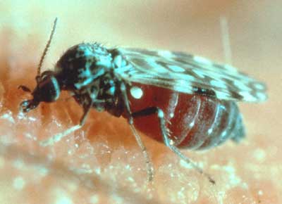 BritishTexel's tweet photo. Lower temperatures and resulting reduced midge activity have resulted in some changes to Bluetongue Virus restrictions in the Restricted Zone.

In the meantime, APHA is once again offering free Schmallenberg Virus testing.

For more details click here - https://t.co/Yft9XUTYr1 https://t.co/kvleJORmAY
