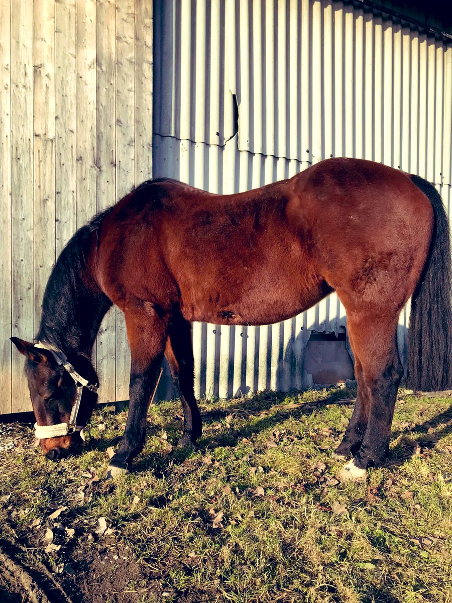 UK250463's tweet photo. Keep Calm 😎
#Animals #horses #Streetphotography #GoodDayEveryone 🧲 https://t.co/1SyPv8XxBo