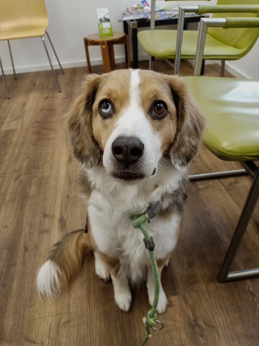 Erster Termin war leider nix aber der Zweite ist geschafft.... Auf zum letzten #twitterrudel #assistenzhund #servicedog