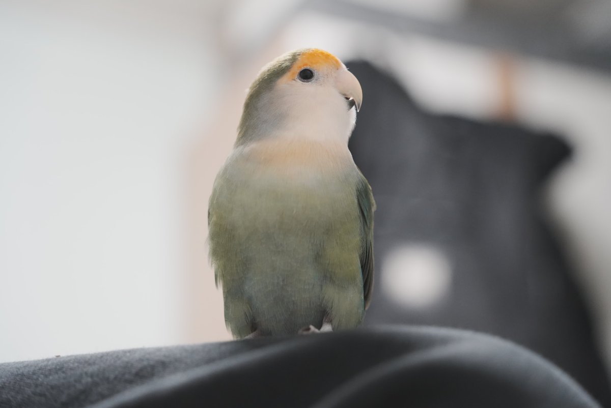 렌즈가 와서 찍어봤어요