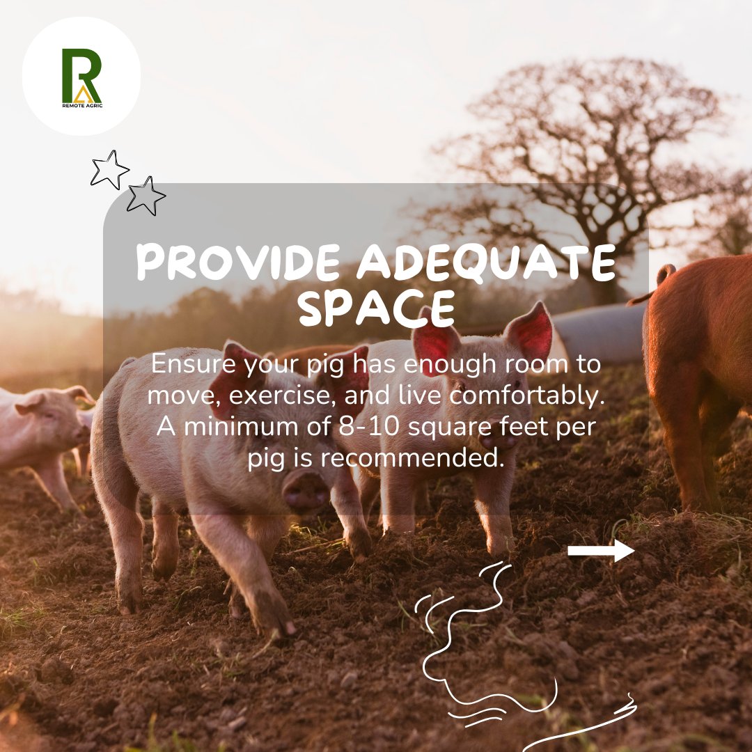 RemoteAgric's tweet image. Pig care made simple! 🐷
Follow these tips for happy, healthy pigs. 🐷✨

#remoteagric #fybシviral #agriculture #sustainablefarming #pigcaretips #piglovers