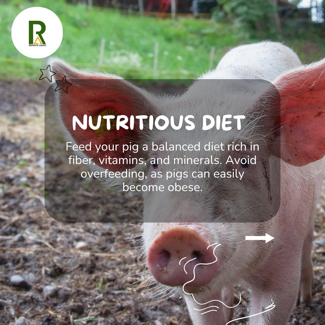 RemoteAgric's tweet image. Pig care made simple! 🐷
Follow these tips for happy, healthy pigs. 🐷✨

#remoteagric #fybシviral #agriculture #sustainablefarming #pigcaretips #piglovers