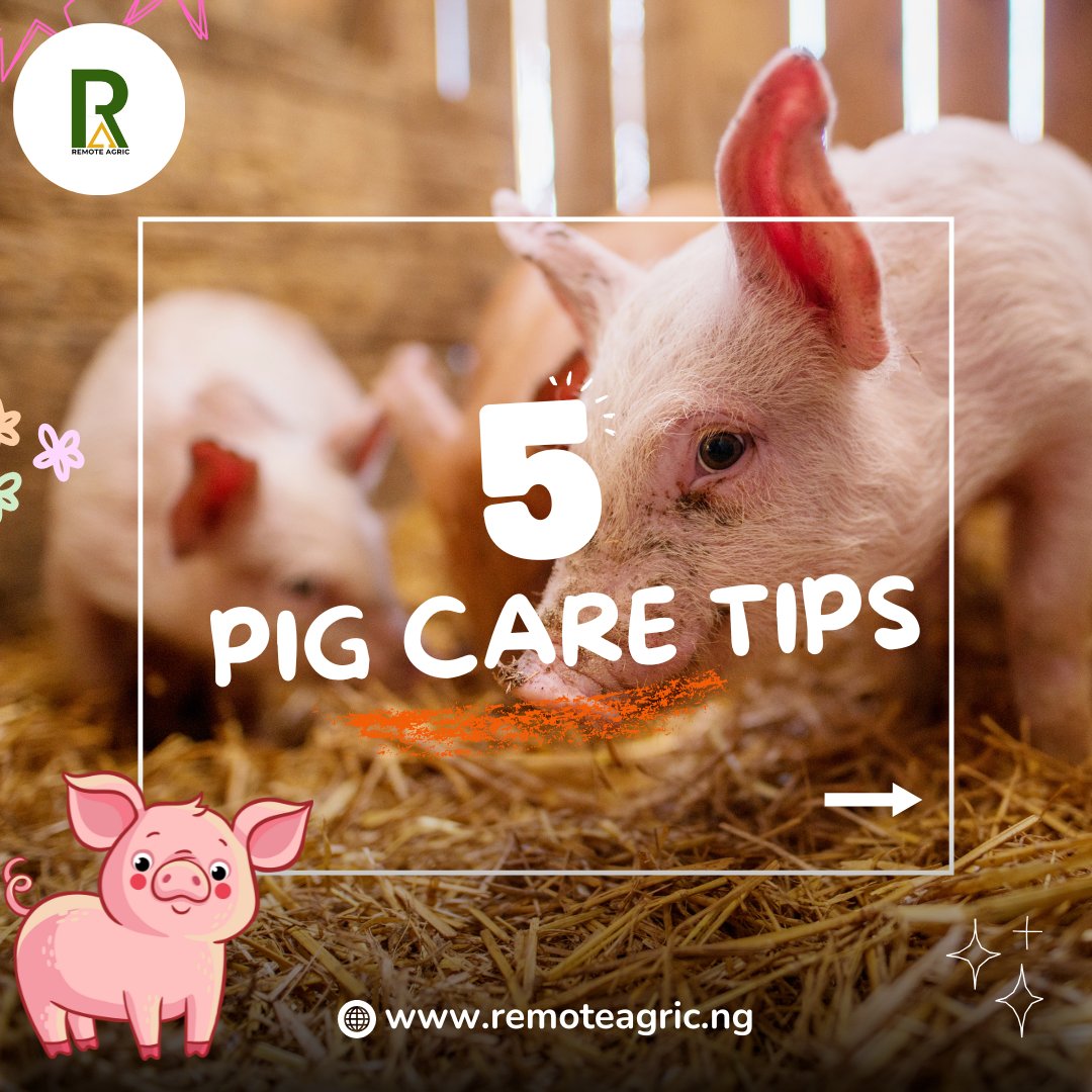 RemoteAgric's tweet image. Pig care made simple! 🐷
Follow these tips for happy, healthy pigs. 🐷✨

#remoteagric #fybシviral #agriculture #sustainablefarming #pigcaretips #piglovers