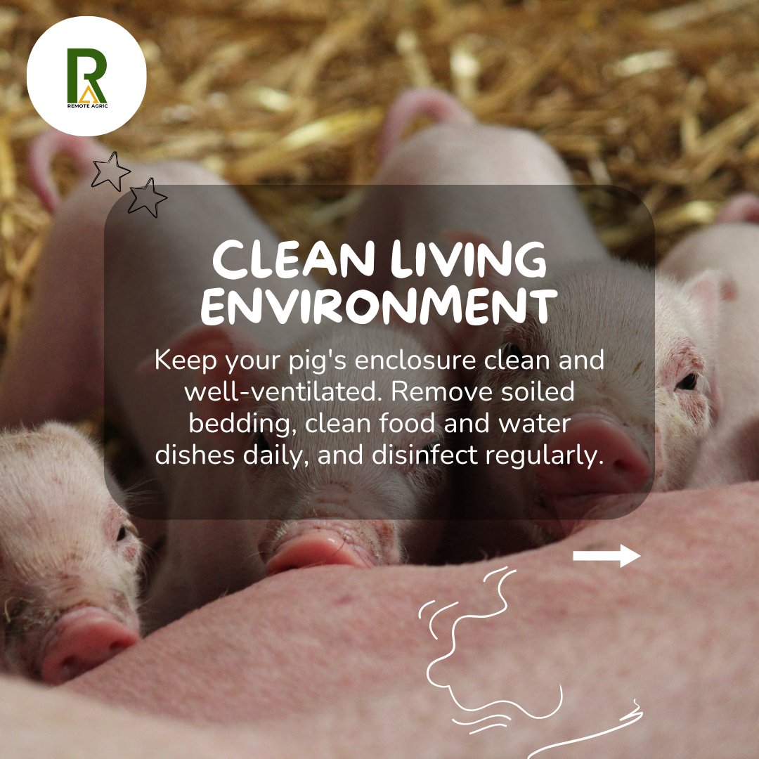 RemoteAgric's tweet image. Pig care made simple! 🐷
Follow these tips for happy, healthy pigs. 🐷✨

#remoteagric #fybシviral #agriculture #sustainablefarming #pigcaretips #piglovers