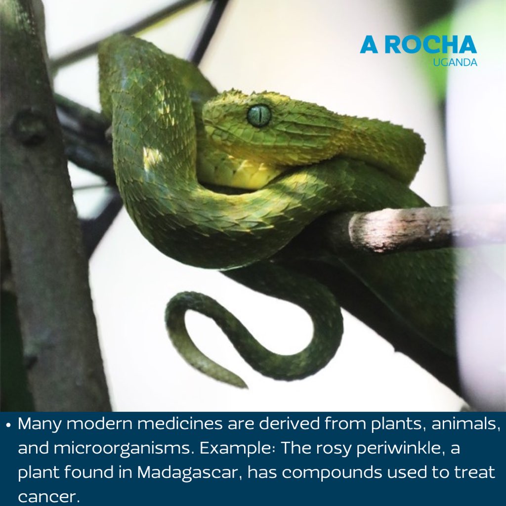 A Rocha Uganda tweet media