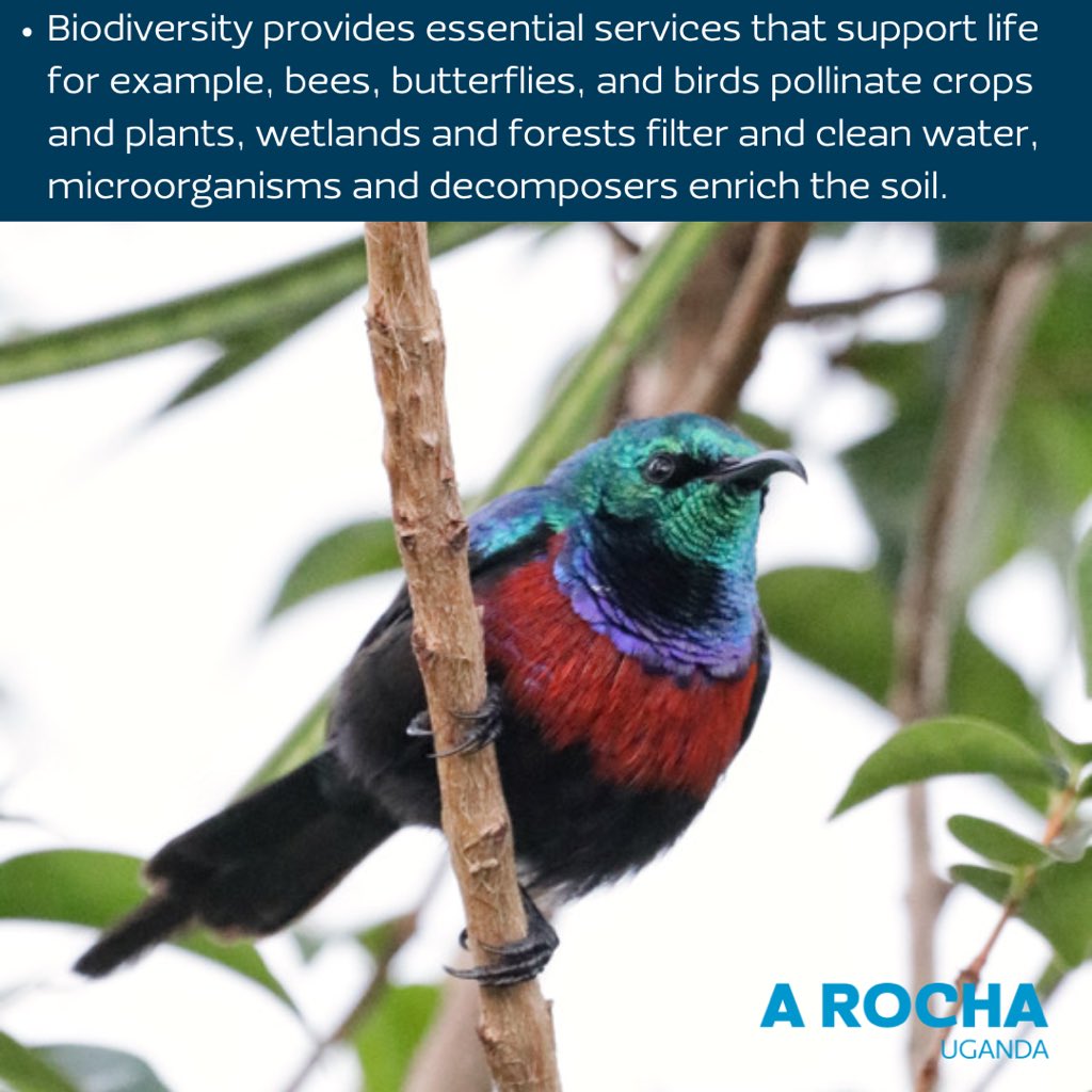 A Rocha Uganda tweet media