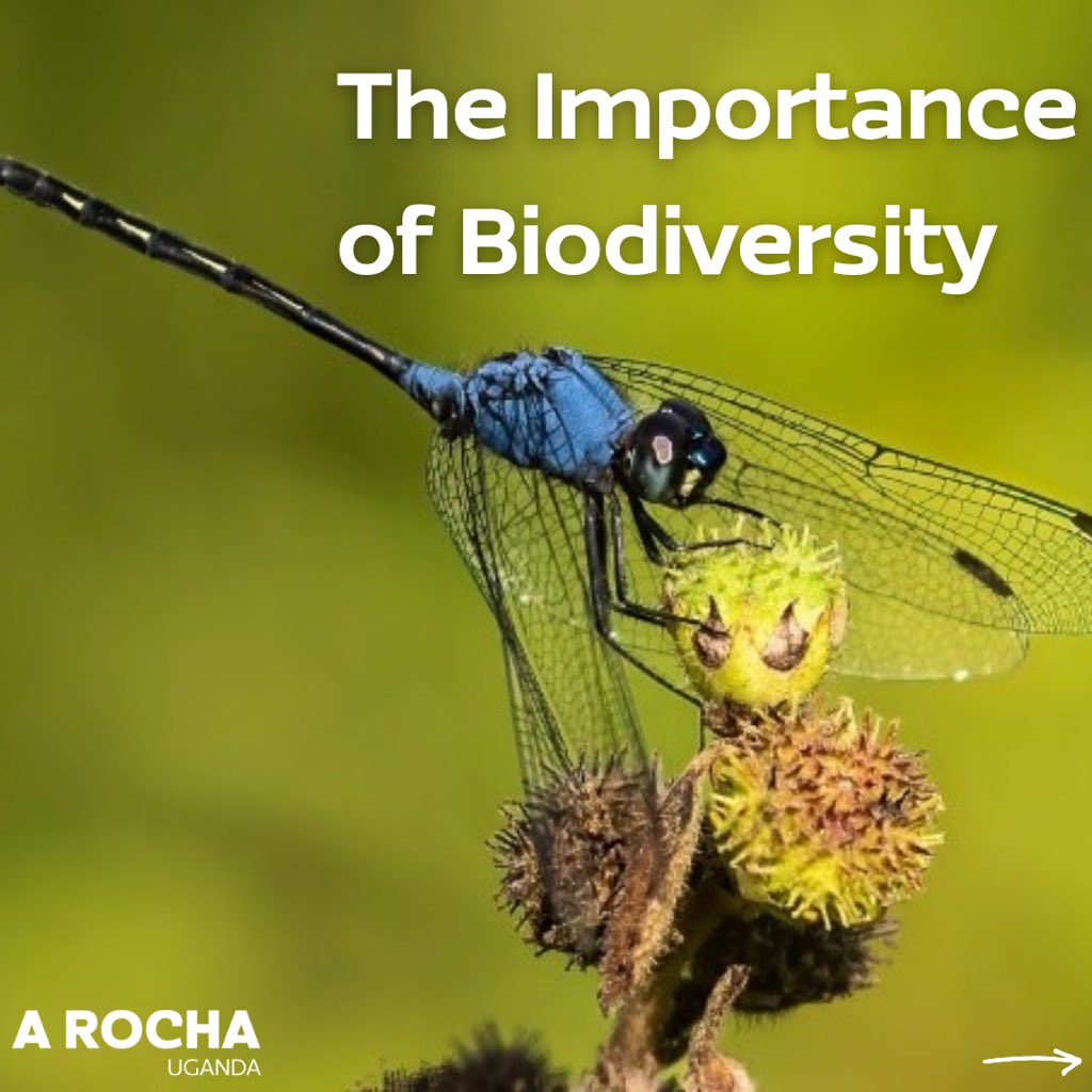 A Rocha Uganda tweet media