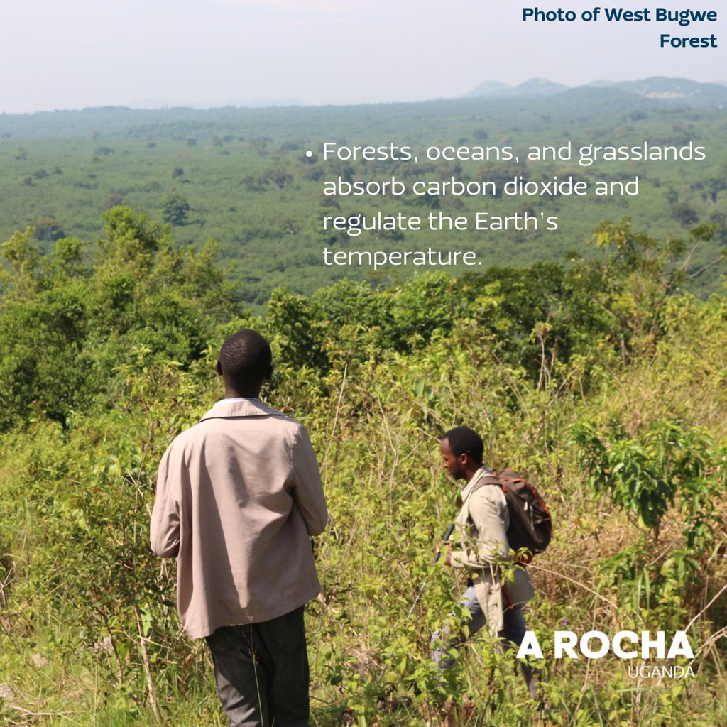 🌿 Biodiversity is the Heart of a Healthy Planet 🌍From clean air to fresh water, thriving ecosystems depend on the variety of life around us, it needs our collective protection 🌱. Here are some of the thriving life in West Bugwe Forest. #biodiversitymatters 
#protectnature🌱♻️