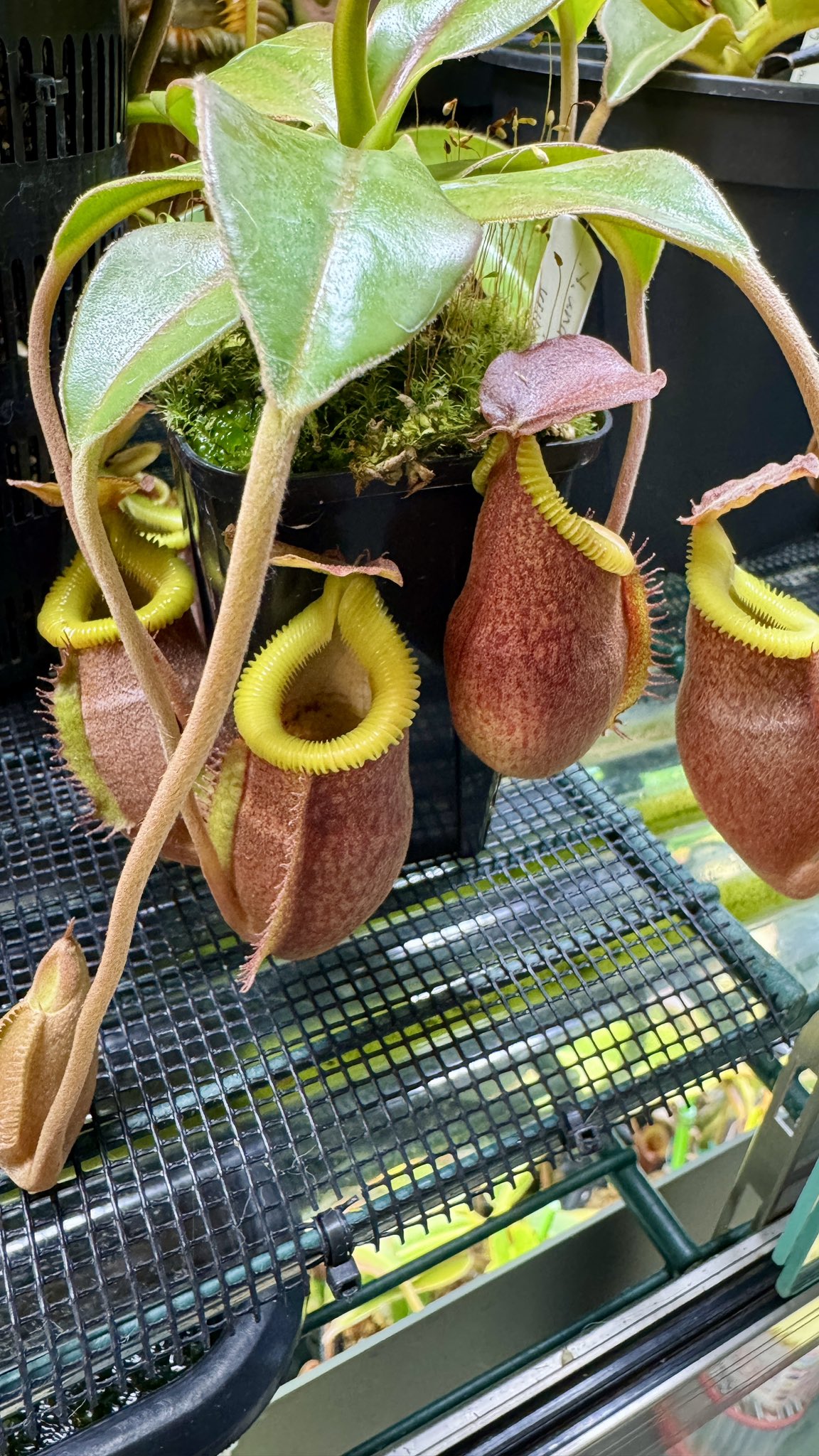 Nepenthes villosa Mt.Kinabalu ウツボカズラ 食虫植物 ネペンテス