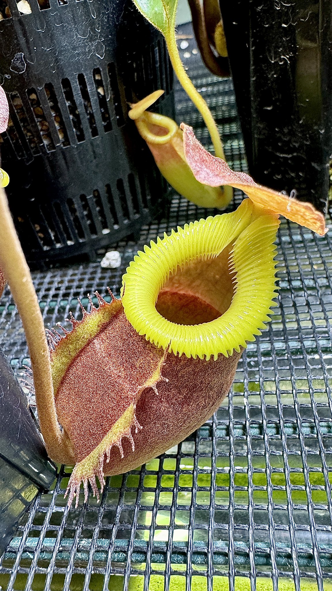 食虫植物N. villosa Kinabalu WP (ネペンテス ビロサ) Nepenthes