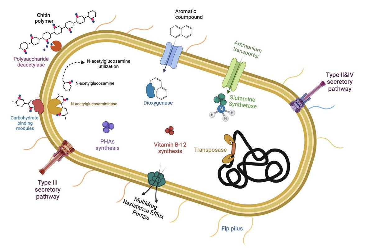 iBB (@ibbtecnico) on Twitter photo 🆕🌍The genome of Lentilitoribacter sp. EG35, a rare bacterium isolated from the octocoral Eunicella gazella, has been sequenced✨This bacterium produces biodegradable polyesters, paving the way for sustainable bioplastics🇵🇹 <a href="/istecnico/">Instituto Superior Técnico</a> #BlueBiobank 🔗journals.asm.org/doi/10.1128/mr… 🆕🌍The genome of Lentilitoribacter sp. EG35, a rare bacterium isolated from the octocoral Eunicella gazella, has been sequenced✨This bacterium produces biodegradable polyesters, paving the way for sustainable bioplastics🇵🇹 <a href="/istecnico/">Instituto Superior Técnico</a> #BlueBiobank 🔗journals.asm.org/doi/10.1128/mr…