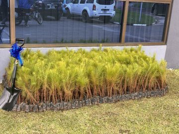 FinInsightZam's tweet image. Liquid  Donates 1,300 Trees | Liquid Intelligent Technologies Zambia

Photo Session: Handing over of the 1,300 pine trees by @LiquidInTechZM  being done earlier today, 21 January 2025, at the Ministry of Green Economy and Environment - Zambia.

#LiquidIntelligentTechnologies