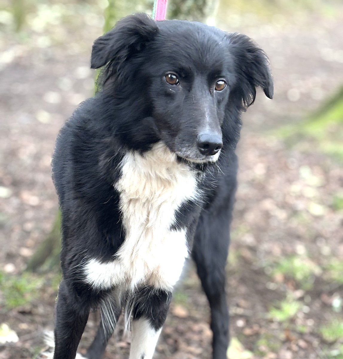 Border Collie Trust (@bctgb) on Twitter photo πΎ Hello Lassie here! πΎ
Iβm a 4-year-old Border Collie, and Iβve got a story to tell. π My previous owner sadly passed away. Now, Iβm here, looking for my next chapter with a new family. π
Please visit the link below and let's arrange to meet.
bordercollietrustgb.org.uk/rehoming/i-neeβ¦ πΎ Hello Lassie here! πΎ
Iβm a 4-year-old Border Collie, and Iβve got a story to tell. π My previous owner sadly passed away. Now, Iβm here, looking for my next chapter with a new family. π
Please visit the link below and let's arrange to meet.
bordercollietrustgb.org.uk/rehoming/i-neeβ¦