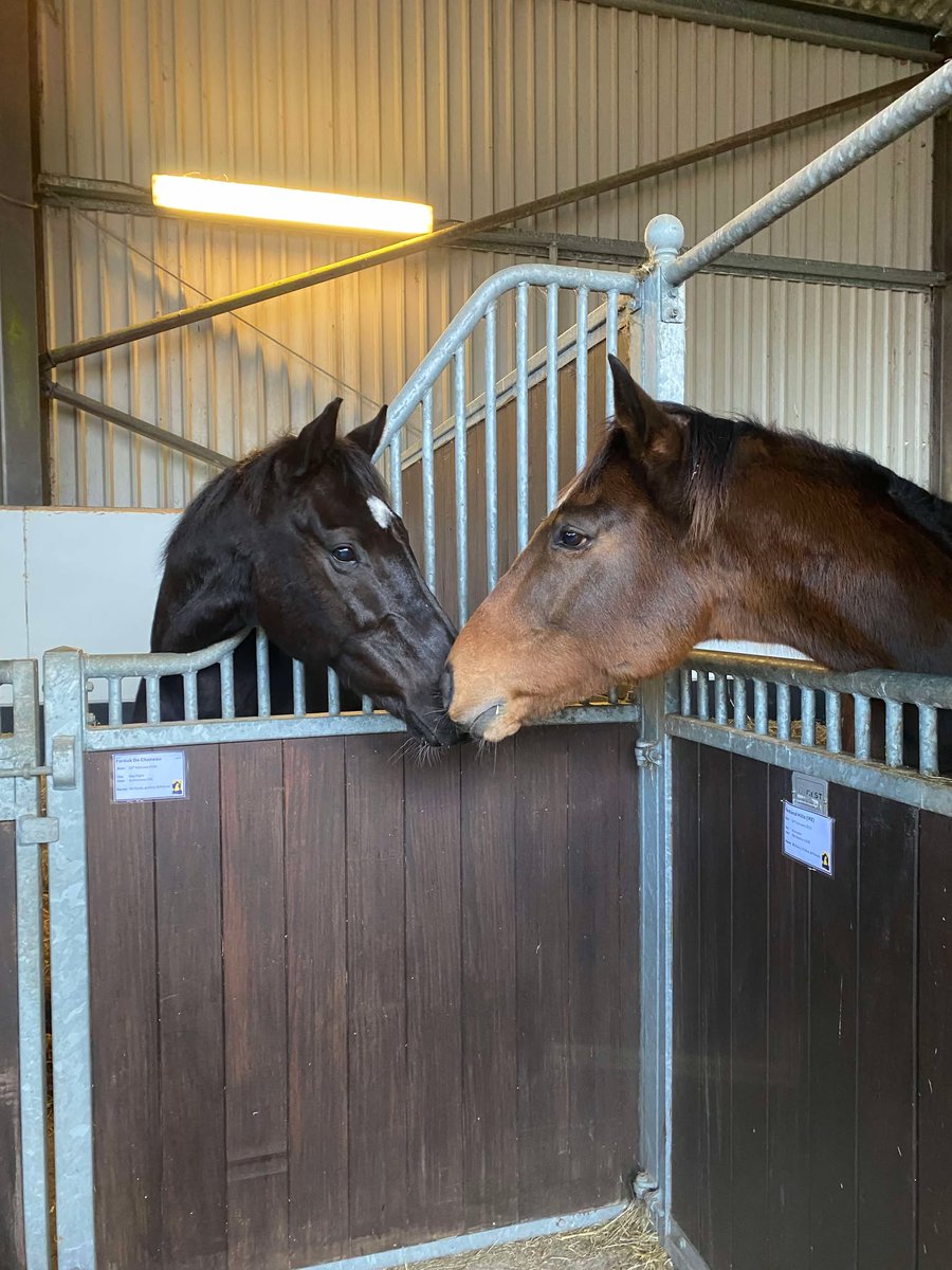 Greatwood Charity (@greatwoodhorses) on Twitter photo We are absolutely delighted to welcome the 2019 <a href="/CheltenhamRaces/">CheltenhamRacecourse</a> Triumph Hurdle winner PENTLAND HILLS & the 4 time winner FAROUK DE CHENEAU who have been retired to Greatwood thanks to <a href="/ownersgroupuk/">Owners Group</a>
We look forward to updating you as they settle into life at the charity. We are absolutely delighted to welcome the 2019 <a href="/CheltenhamRaces/">CheltenhamRacecourse</a> Triumph Hurdle winner PENTLAND HILLS & the 4 time winner FAROUK DE CHENEAU who have been retired to Greatwood thanks to <a href="/ownersgroupuk/">Owners Group</a>
We look forward to updating you as they settle into life at the charity.
