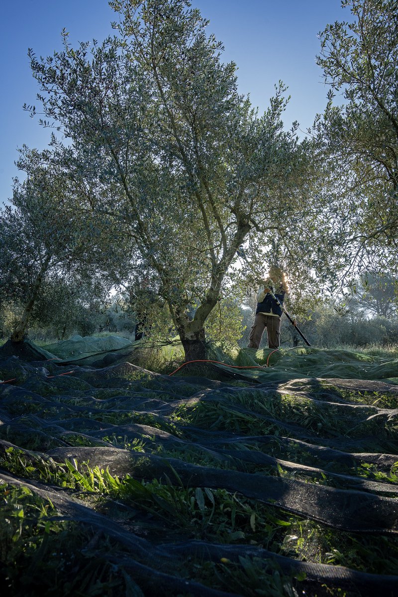 📢Avancem cap a un sistema alimentari més sostenible!

L’Estratègia Alimentària de Catalunya fomenta la pagesia local, els #ObradorsCompartits i el #RelleuAgrari🌱

A #BCNAgrària treballem en sintonia per un futur alimentari més verd i saludable.

👉 govern.cat/salapremsa/not…