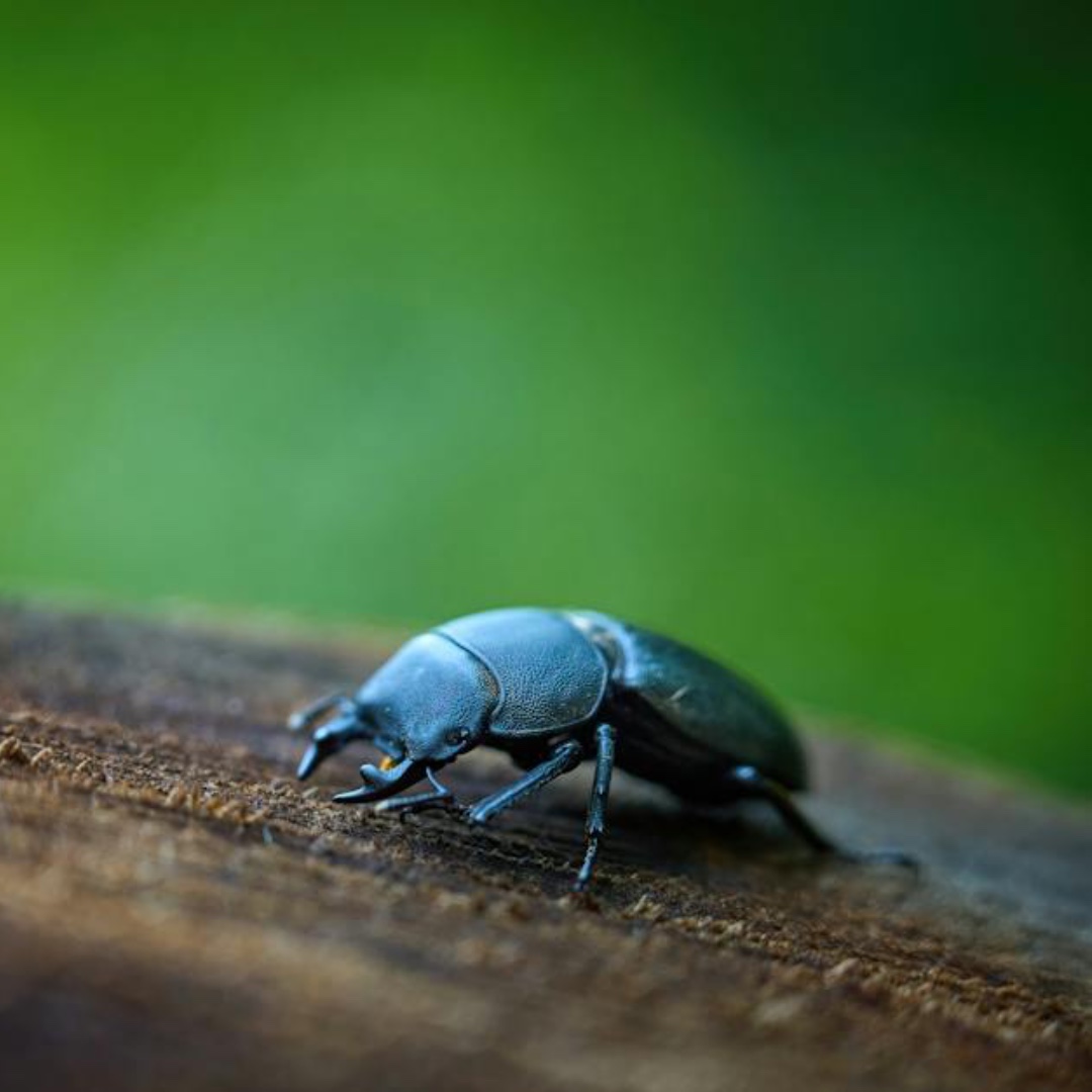 The Lesser Stag Beetle has declined in many places. The beetle and larvae spend much of their time in rotting wood. Add log-piles and leave dead tree stumps, to encourage these awesome bugs.
#stagbeetle