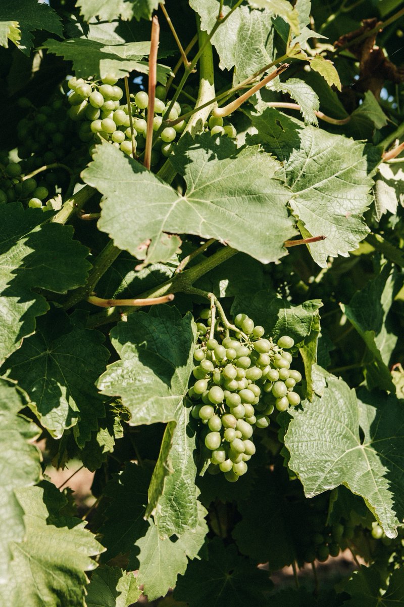 Cultura y vino: una mezcla perfecta 📚🍇👇
¿Sabías que Cantabria tiene una rica historia vinícola que se remonta siglos atrás? Visítanos y descubre cómo honramos esta tradición en cada botella.

🌐 bodegasvidular.es
📷<a href="/solouninstante/">orquídea</a>