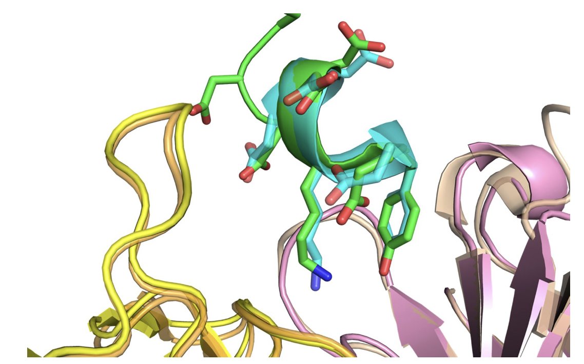 BiologyAIDaily's tweet photo. AlphaFold and Docking Approaches for Antibody–Antigen and Other Targets: Insights From CAPRI Rounds 47–55

1. This study evaluates the integration of AlphaFold2 and docking techniques in modeling antibody-antigen and other biomolecular complexes, using blind predictive challenges from CAPRI rounds 47–55. It highlights advances in structure prediction and scoring strategies for challenging targets.

2. A key innovation is the use of AlphaFold2 with massive sampling, generating diverse structural models. For an antibody-peptide target (Target 231), the method produced near-native models with medium accuracy, achieving an interface RMSD of 0.96 Å.

3. The study reveals that AlphaFold-derived confidence scores, such as pLDDT, can aid model ranking. However, limitations in these metrics were noted for certain antibody-MHC targets (233, 234), suggesting room for improvement in scoring interfaces.

4. Traditional docking methods, such as ZDOCK and Rosetta, were also employed to complement AlphaFold predictions. These tools proved effective in refining and scoring models, especially for protein-DNA and homology-based templates.

5. A major insight is that combining AlphaFold with docking tools enhances predictive power, but accuracy remains constrained for highly flexible or low-confidence complexes, indicating the need for future methodological refinements.

6. The study underscores the potential of AlphaFold and similar deep learning methods for antibody-antigen modeling. It also highlights the necessity for adapted scoring metrics to improve ranking and identification of accurate models in challenging scenarios.

7. Lessons from CAPRI emphasize the importance of community-driven benchmarks in driving advancements in computational structural biology. They also demonstrate the evolving role of AI in addressing previously intractable problems in complex modeling.

@piercelab @minjaeparq
📜Paper: https://t.co/7H0F2EhUW7
#AlphaFold #AntibodyModeling #ProteinDocking #StructuralBiology #CAPRI