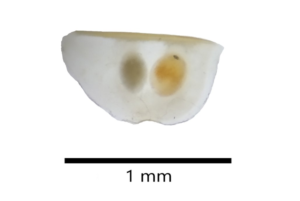Danai Kontou tweet media