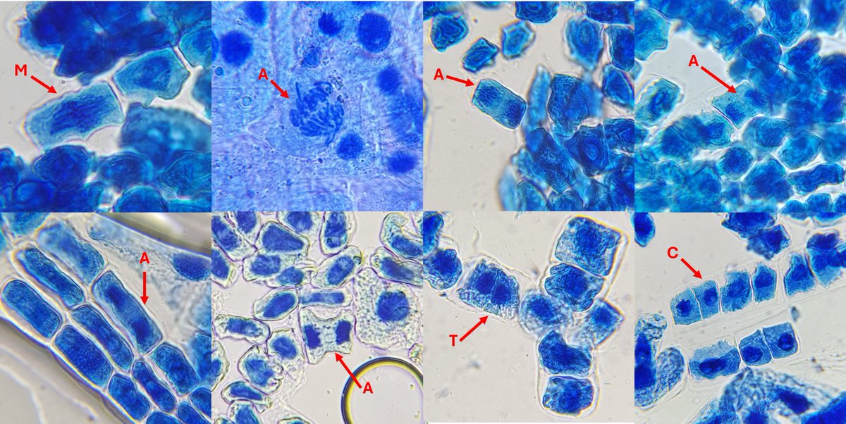 Really proud of my Y12 for their beautiful results from our practical yesterday. They learnt how to prepare slides of garlic roots. We found so many phases in anaphase! #Microscopy #Biology
