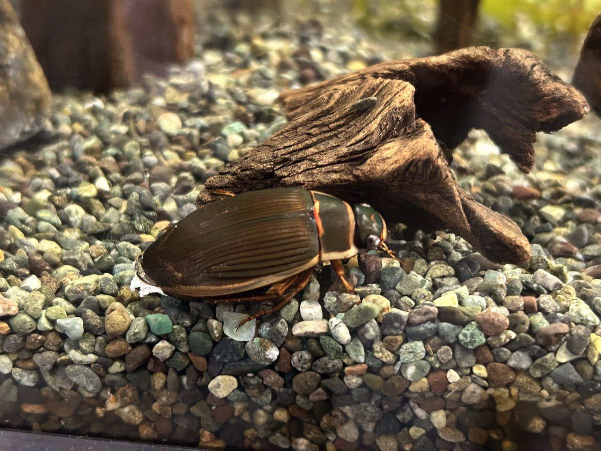 BlueofAtabira's tweet photo. 交尾栓が新たに確認。
この前まで目立たないぐらいになっていたのに。
#ゲンゴロウモドキ
#エゾゲンゴロウモドキ
#ゲンゴロウ https://t.co/vYEmag8u3Y