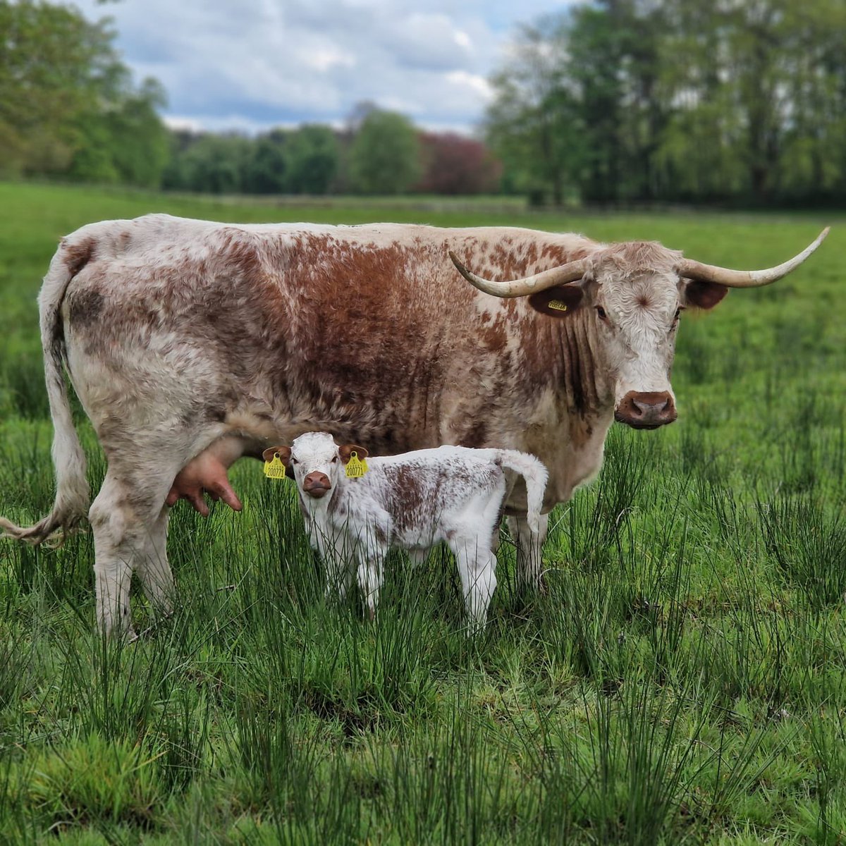 Longhorn and calf enjoying some fresh air 🐮