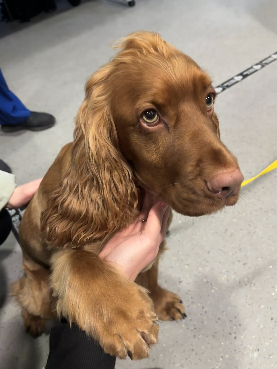 SLT_LHCH's tweet photo. There were no blue Mondays here with a visit from our therapy dog Fergus🐾 https://t.co/bKThOiKxlU