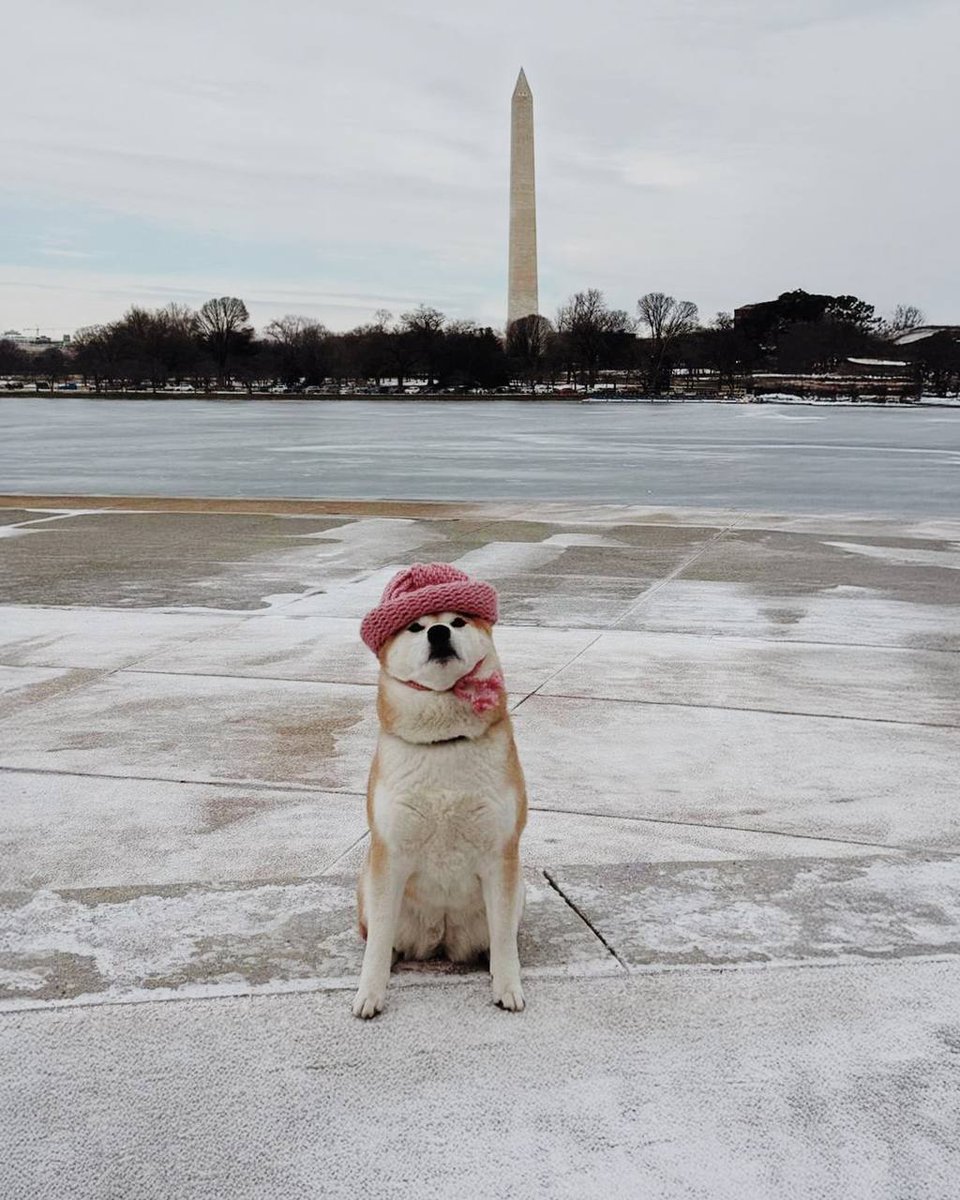 dogwifcoin's tweet image. dog wif adventure