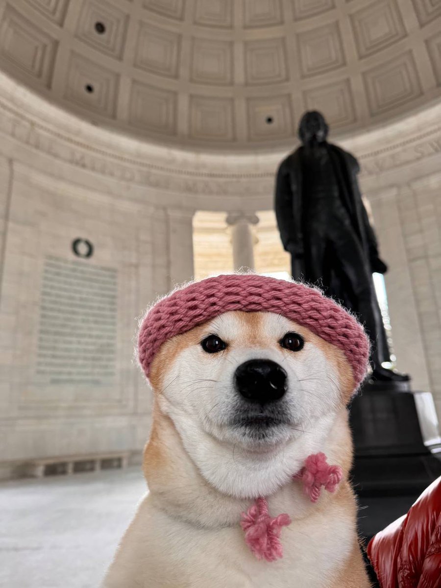 dogwifcoin's tweet image. dog wif adventure